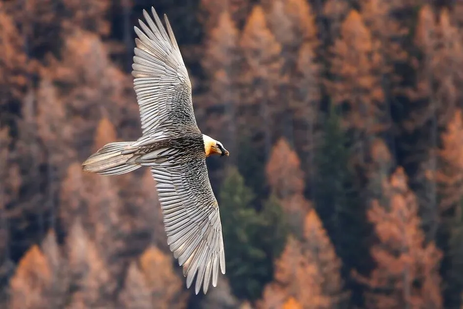 © Bearded vulture in flight - O. Trompette