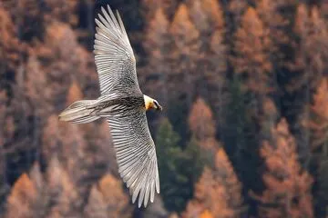 © Bearded vulture in flight - Olivier Trompette