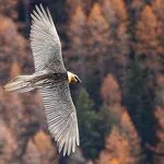 © Bearded vulture in flight - Olivier Trompette