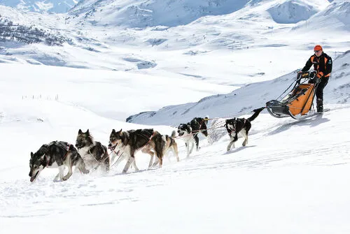 Husky Adventure - Dogsledding