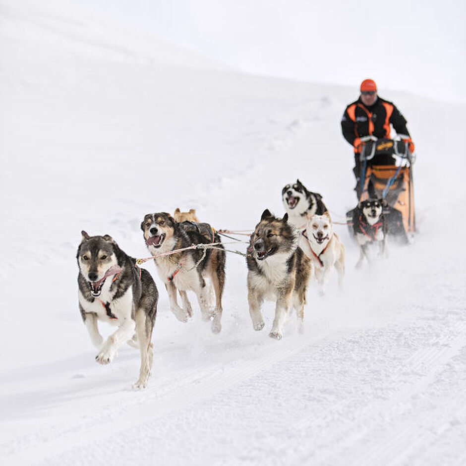 © Baptême en traineau à chiens à Bessans avec Husky Adventure - Husky Adventure