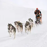 © Baptême en traineau à chiens à Bessans avec Husky Adventure - Husky Adventure
