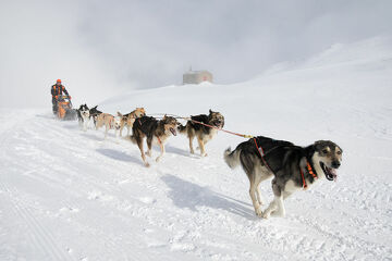 © Baptême en traineau à chiens à Bessans avec Husky Adventure - Husky Adventure