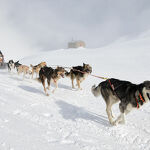 © Baptême en traineau à chiens à Bessans avec Husky Adventure - Husky Adventure