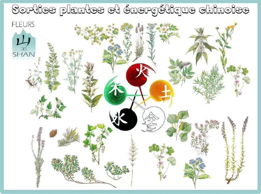 © Sortie Plantes et énergétique chinoise avec Fleurs des Shan - Xavier Lett