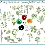 © Sortie Plantes et énergétique chinoise avec Fleurs des Shan - Xavier Lett