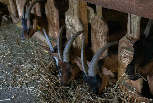La Ferme des Brebiquettes