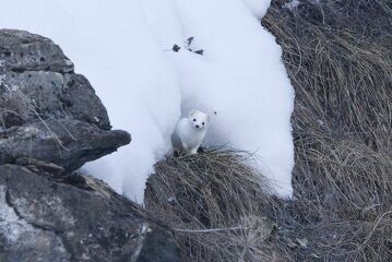 © Hermine dans la neige - O. Trompette