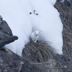 © Hermine dans la neige - O. Trompette