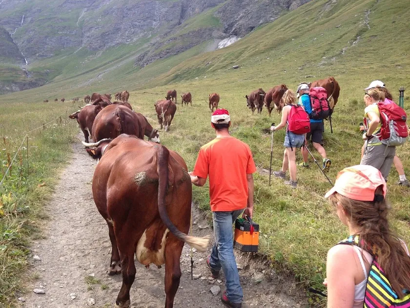 © Alpages du Vallon - K. Routin