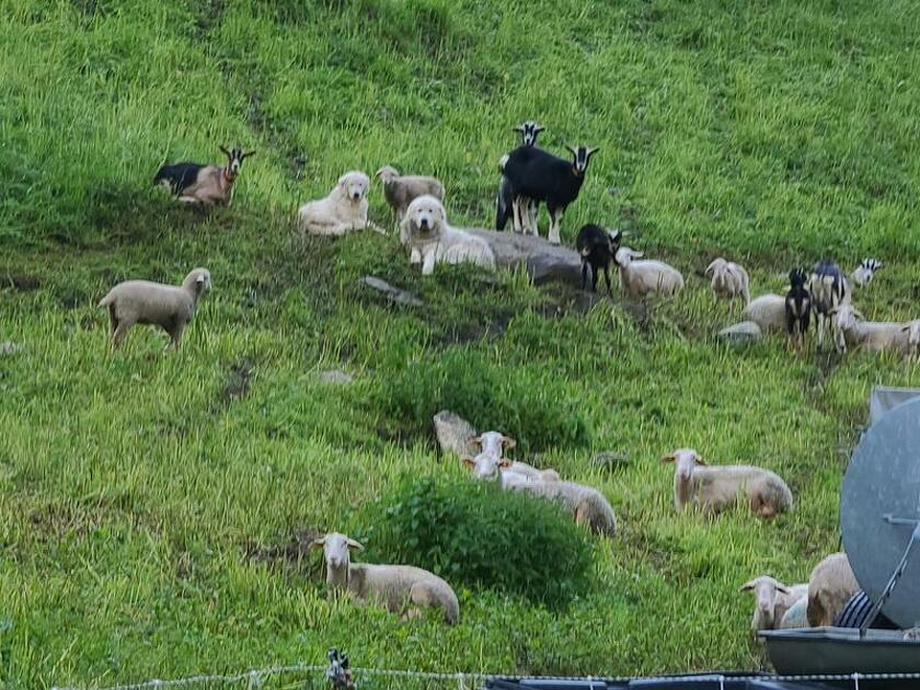 © Explications sur les patous à Bessans - S.Termignon