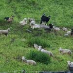 © Explications sur les patous à Bessans - S.Termignon