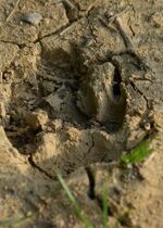 Animal-tracking apprentice