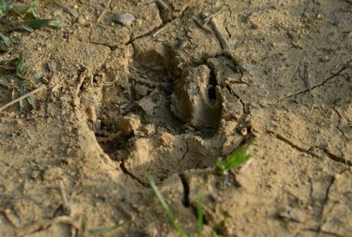 Animal-tracking apprentice