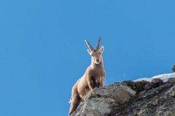 © Reconnaitre les traces d'animaux à Bessans - B. Filliol - OTHMV