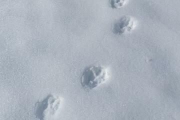 © Reconnaitre les traces d'animaux à Bessans - B. Filliol - OTHMV