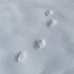 © Reconnaitre les traces d'animaux à Bessans - B. Filliol - OTHMV