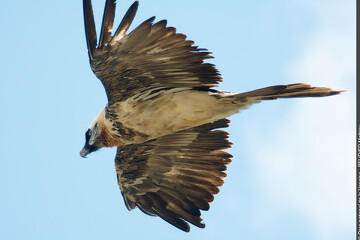 © Découverte des rapaces de Vanoise à Aussois - M.Beurier - PNV