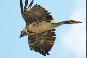 © Découverte des rapaces de Vanoise à Aussois - M.Beurier - PNV