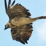 © Découverte des rapaces de Vanoise à Aussois - M.Beurier - PNV