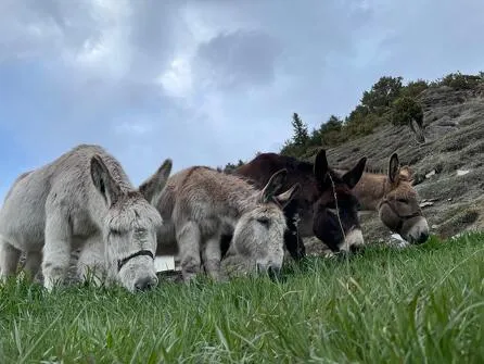 Donkey rental for a family outing