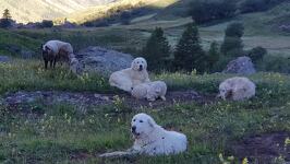 © bessans-fromagerie-la-greffine - La greffine