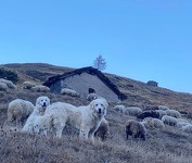 © bessans-fromagerie-la-greffine - La greffine