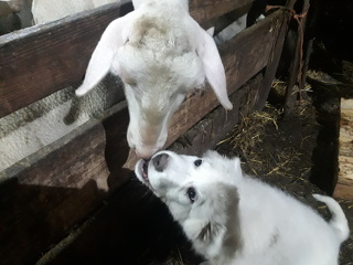 © Fromagerie La Greffine à bessans - S.Termignon