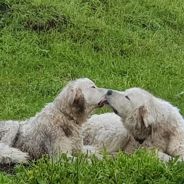 © Fromagerie La Greffine à bessans - S.Termignon