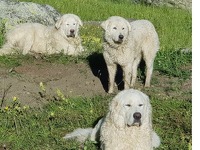 © Fromagerie La Greffine à bessans - S.Termignon