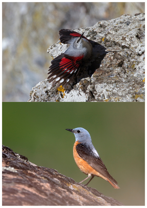 Atelier - Découvrir les oiseaux de Haute-Maurienne et leurs chants
