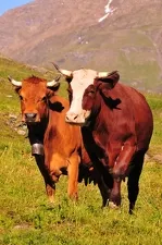 © Restaurant d'alpage Le Vallon d'en Haut à Bessans - A.Dermejean