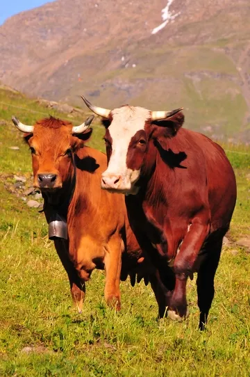 © Restaurant d'alpage Le Vallon d'en Haut à Bessans - A.Dermejean