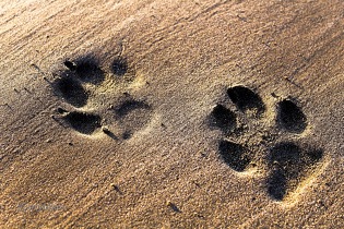 Animal-tracking apprentices