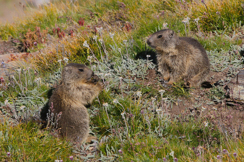 © Randonnée Découverte Faune Flore : Pays désert, l'Ouille Noire - Terre d'Alpinisme