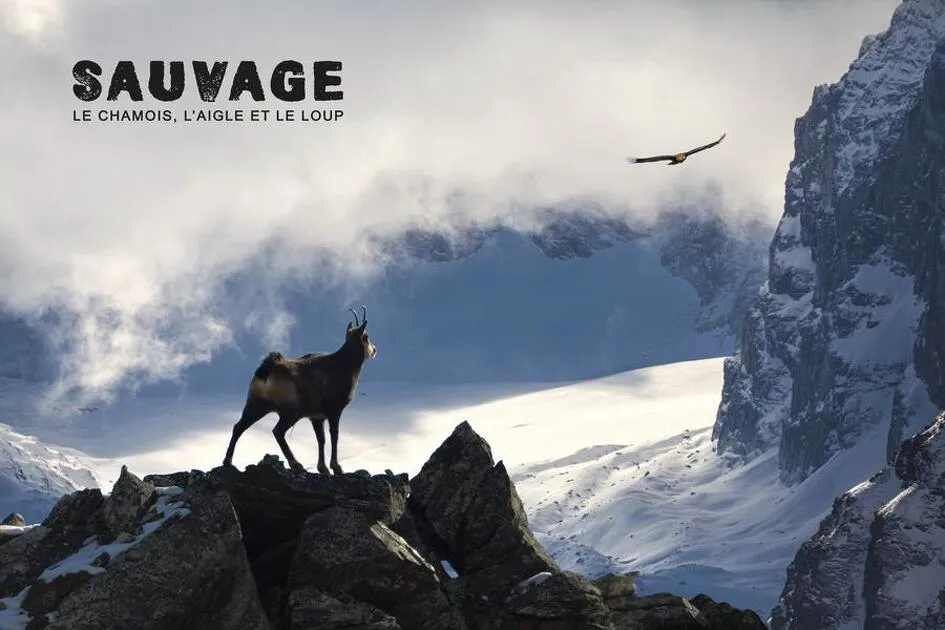 © Mountain Film - "Wild: The Chamois, the Eagle, and the Wolf" in Bessans - lapiedfilm